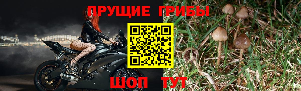 Галлюциногенные грибы Psilocybe  Вход с VPN  Мыски  Псилоцибиновые грибы Psilocybe 